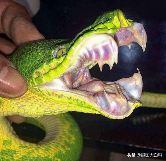 死人手指 死人手指蘑菇(图37) 死人手指 死人手指蘑菇(图37)