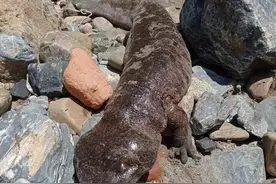 我看刑！汉中略阳一男子钓一尾野生娃娃鱼被移送起诉图片