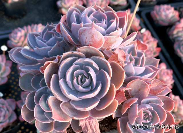 多肉pinky,那粉粉的颜色和优雅的裙边,被称作粉色天使实至名归