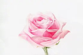 【每日一教】Day15 · 彩铅画出来的玫瑰花，比真的好看100倍图片