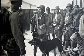 什么！这酷似板凳的短腿小“土狗”，竟是抗日神犬图片