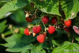 树莓：在农村少有人吃，在城里比较难买到，殊不知阳台上就能种植图片