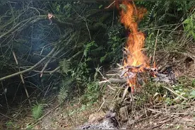 广西灰水粽图片