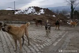 许多狗狗被扔在山上无水无粮，幸好她出现，坚持十年喂食图片