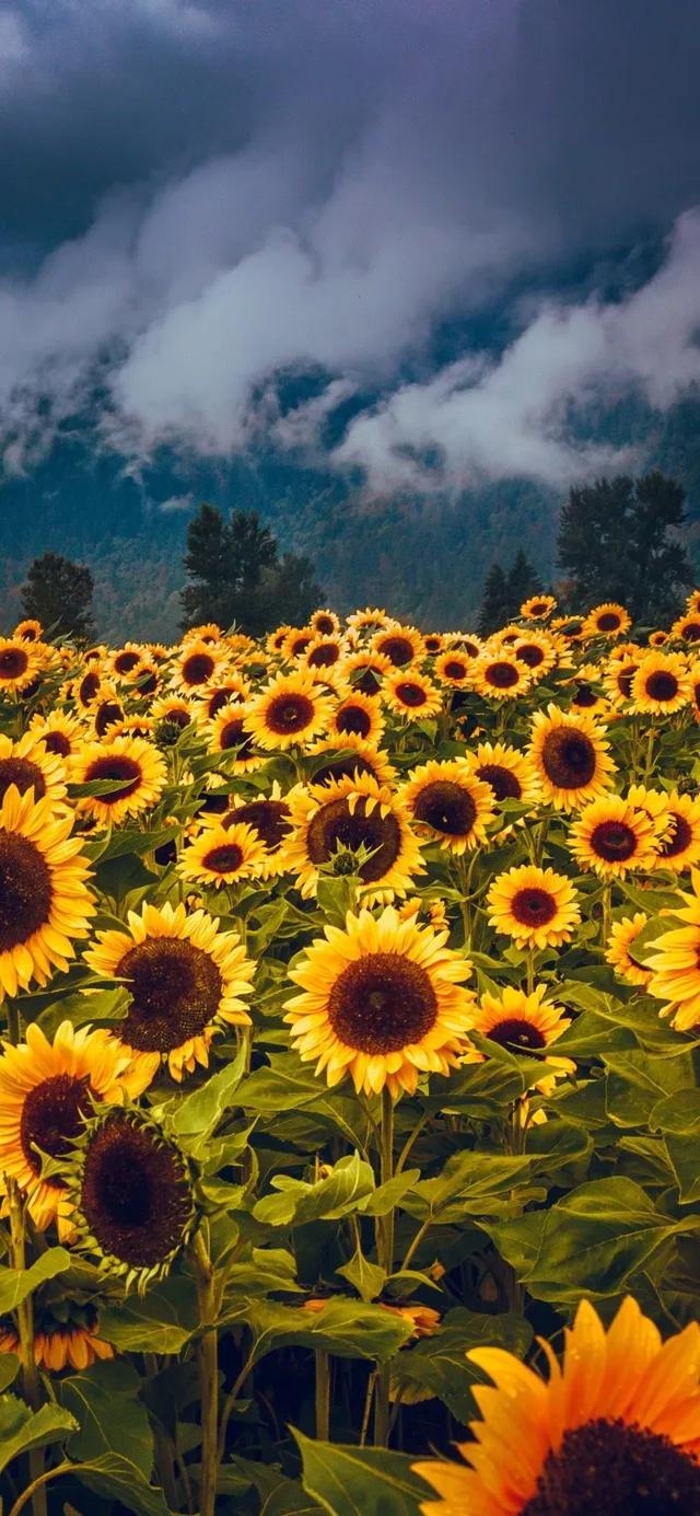 向阳而生,唯美的向日葵壁纸,全屏高清无水印