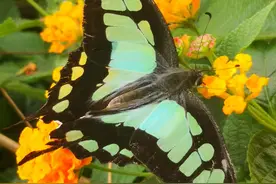 花蝴蝶图片