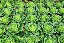 种植大白菜要早防包心不实，别再错了又错，老农几十年经验图片