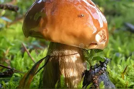 画面极其舒适！延时摄影记录菌菇生长过程图片