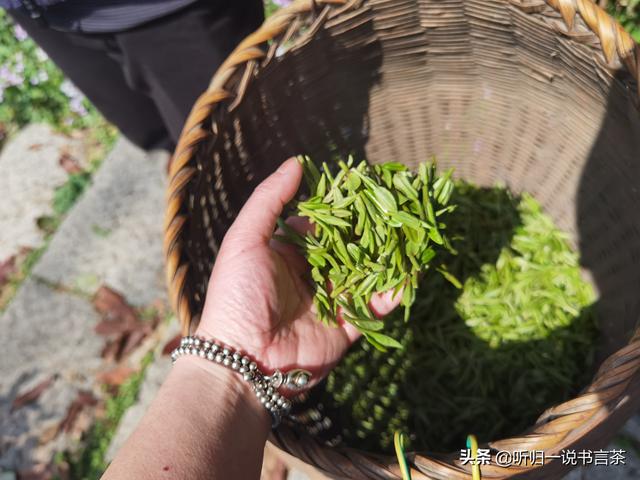 每天1分钟学习茶知识（21）购买西湖龙井时容易入的坑