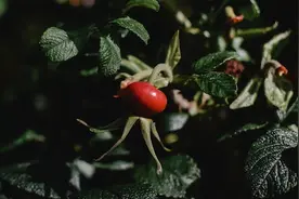 考研考什么？有哪些科目图片