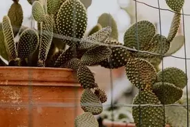 家里养了这5种花，夏天千万别换盆换土，不然黄叶烂根难度夏图片