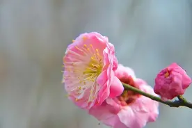 老了你就知道，兄弟姐妹从来不是一家人，原因很现实图片