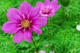 两个亲姐妹，嫁到同一个村子，有人说这样不好图片