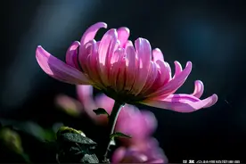 花草摄影，牢记这10个拍摄要点，可以让照片显得更简洁干净图片