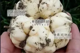 百合亩收益4~5万元，但种植前这些问题需要弄清楚图片