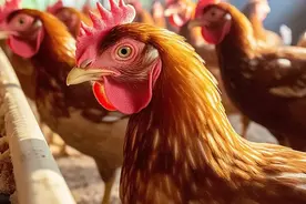 正山案例 | 无证养殖场被强拆，坚定维权补偿陡增10倍图片