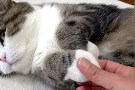 太神奇了！原来你摸猫咪的“爪子”，它是这样认为的图片