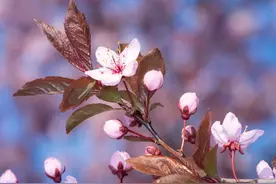 花有重开日，人无再少年图片
