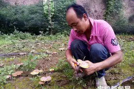 「我们的十年」宝鸡千阳邵路钰：我有个“仙草”致富梦图片