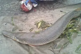 人工水池发现鳄雀鳝，池内许多鱼被咬得剩半截图片