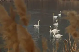 春的使者！辽宁锦州迎来300多只美丽天鹅图片