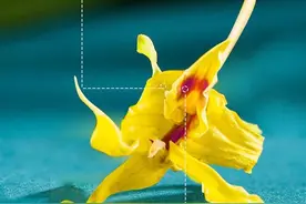 石斛花泡水喝放多少？水温多少度？注意事项是什么？图片