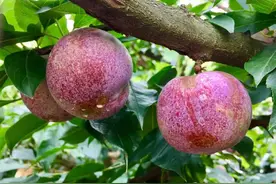 桃养人，杏伤人，李子树下埋死人：神秘果实的健康奥秘图片