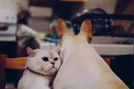 惊呆了！猫和狗同一条路上玩耍竟然和平共处图片
