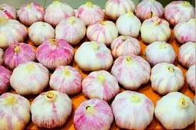 原来保存大蒜这么简单，不干瘪不发芽，放一年不坏，天天吃新鲜蒜图片