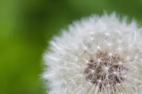 蒲公英在48小时内能杀死98%的癌细胞?是真是假？医生告诉你真相！图片