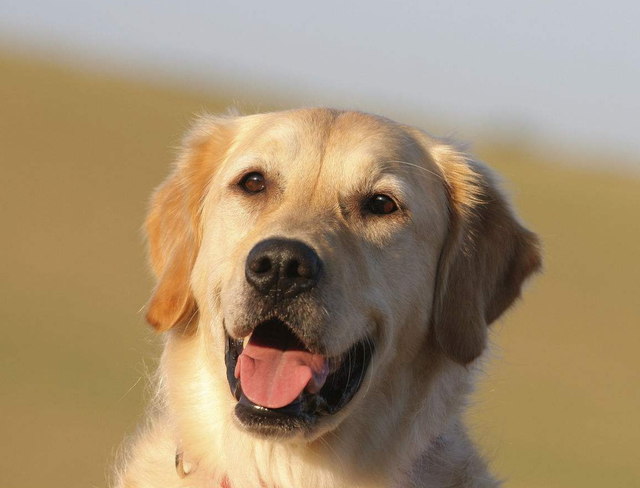 这5种狗,打架厉害,却不适合当警犬,有你喜欢的吗?