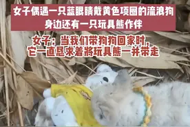 流浪小狗乞求收养者一起带走玩具小熊，救助者：小狗现在生病了，家里已有3只狗狗可能会找人领养图片