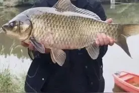 湖南长沙钓鱼人钓到8斤重的“大鲤鱼”，鉴别后发现是鲫鱼图片