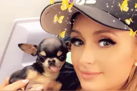 希尔顿爱犬走失！一天8万块雇人找狗，侦探通灵师狗语者全来了图片