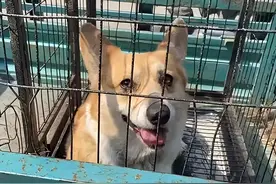 狗狗被紧紧绑住嘴和身体，丢弃在郊外，只因玩闹时无意误伤了人图片