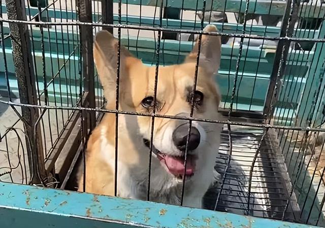 狗狗被紧紧绑住嘴和身体,丢弃在郊外,只因玩闹时无意误伤了人