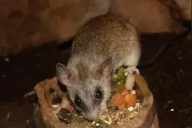 怎么避免老鼠上你床上，家中有老鼠的几个迹象图片