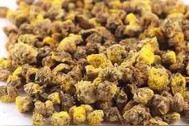 每日一药之菊花图片