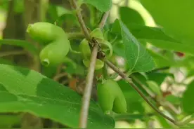 生长在湖北大山里的叉叉果，把“爱心”挂满了枝头图片