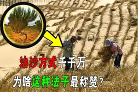 比种杨树更靠谱治沙方式！消灭沙漠60万亩！为啥连联合国都称赞？图片