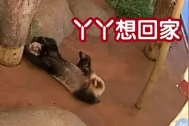 一天吃16小时竹子，为何大熊猫还是胖成球，吃素不是能减肥吗？图片