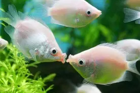 养鱼十大坑+养鱼口诀（有才，把养鱼心得写成了顺口溜）图片