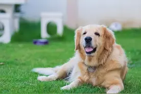 狗狗临死之前，会有这6个表现，它是在跟你“告别”图片