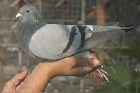 信鸽在空中飞行上千，甚至上万公里，它是如何休息和进食的？图片