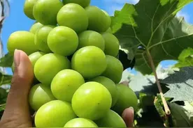 如何防止葡萄裂果？防治技术要点图片