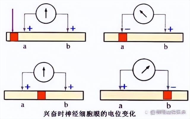 高中生物-人体内环境稳态的生理意义及调节