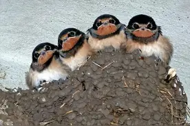 为啥“燕子不进苦寒之门”？燕子的生活习性大有讲究图片