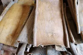 被人类“剥皮而死”的肉桂，是奢侈可怜的树皮，也是难拒绝的生意图片