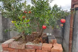 什么时间移栽石榴树最好？石榴分株繁殖技巧，移栽以后的管护方法图片