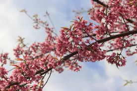 爱上一个你，深情永不变，写给很想念却难相见的你图片